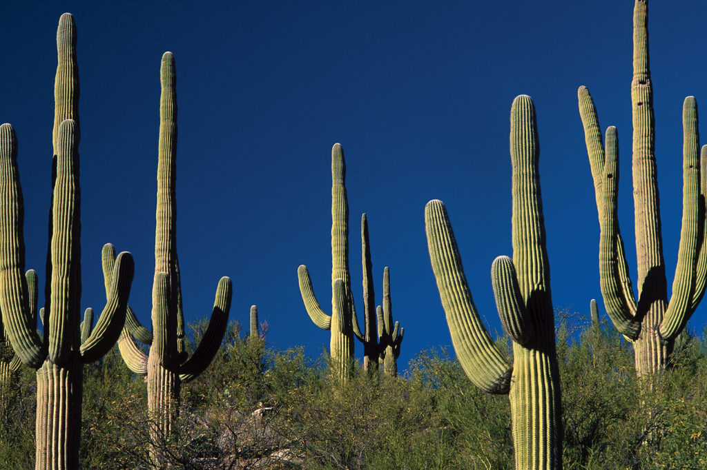 use of cactus throughout history in medicine